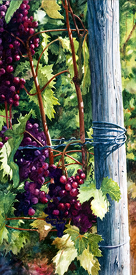 Vineyard Clusters